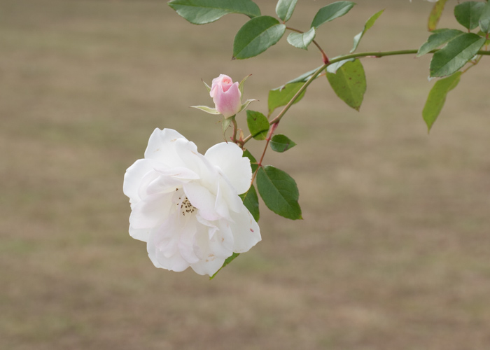 バラ(アイスバーグ)の花。長居植物園で撮影
