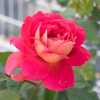 バラ(オータム)の花