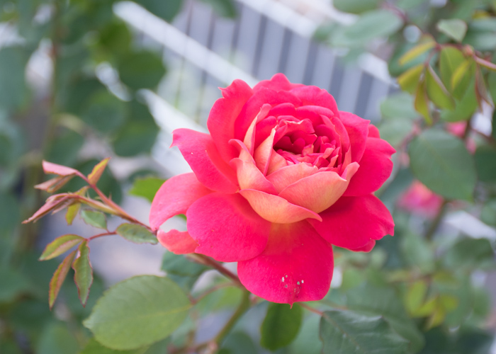 バラの花オータムのアップ。花博記念公園鶴見緑地で撮影