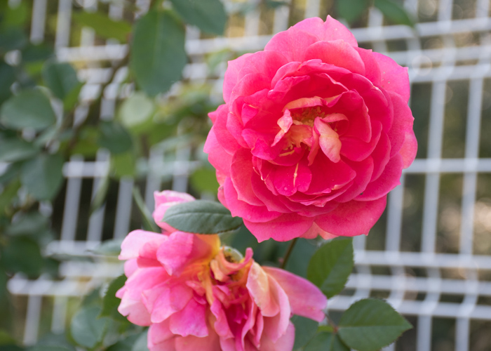 バラ(オータム)の花。花博記念公園鶴見緑地で撮影