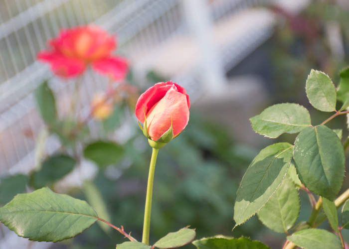 バラの花オータムのつぼみ。花博記念公園鶴見緑地で撮影