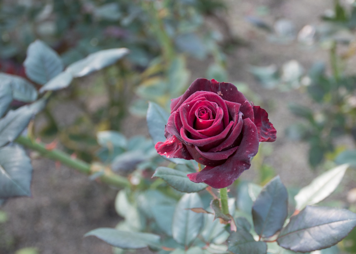 1輪のバラ(ブラック・バカラ)の花。花博記念公園鶴見緑地で撮影