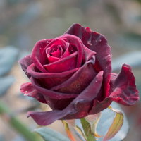 バラ(ブラックバカラ)の花