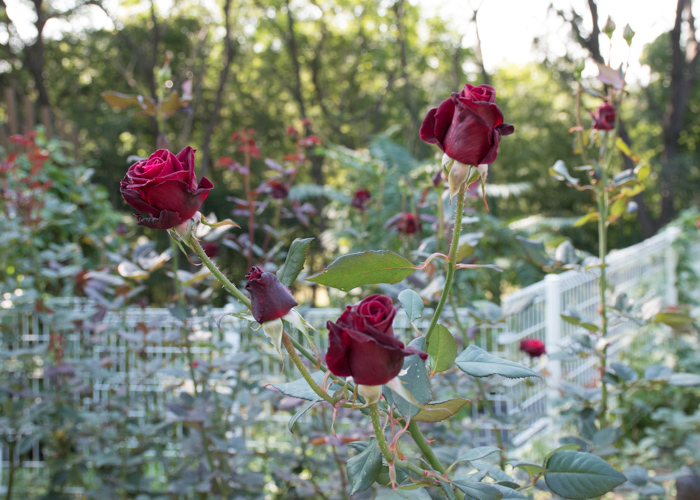 バラ(ブラックバカラ)の花の房咲きの様子。花博記念公園鶴見緑地で撮影
