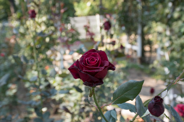 バラ(ブラックバカラ)の花とつぼみ。花博記念公園鶴見緑地で撮影