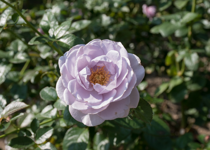 バラ(ブルー・バユー)の花。長居植物園で撮影