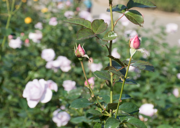 バラ(ブルー・バユー)の花のつぼみ。長居植物園で撮影