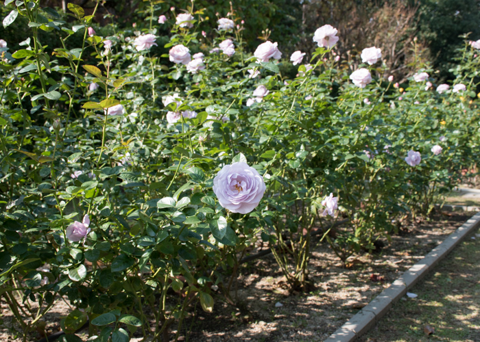 バラ(ブルー・バユー)の木全体。長居植物園で撮影