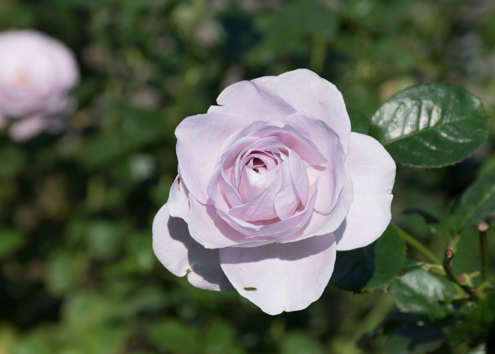 バラ(ブルー・バユー)の花のアップ。長居植物園で撮影