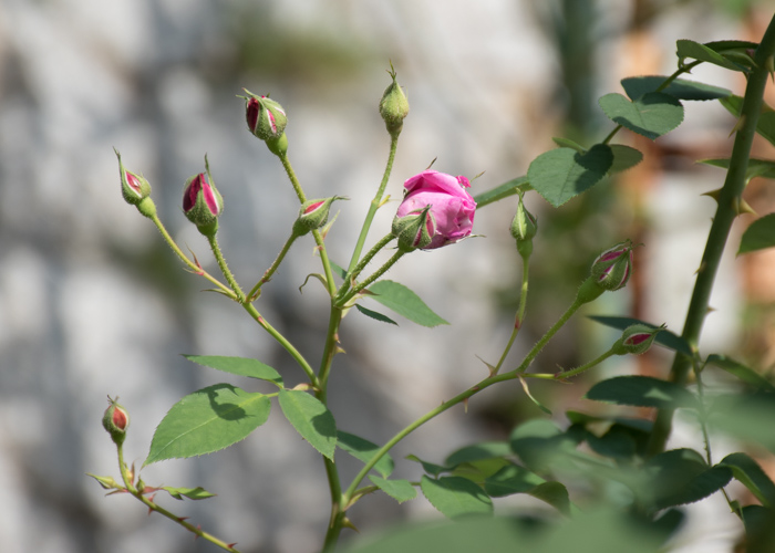 オールドローズ(チャンピオン・オブ・ザ・ワールド)のつぼみ。花博記念公園鶴見緑地で撮影