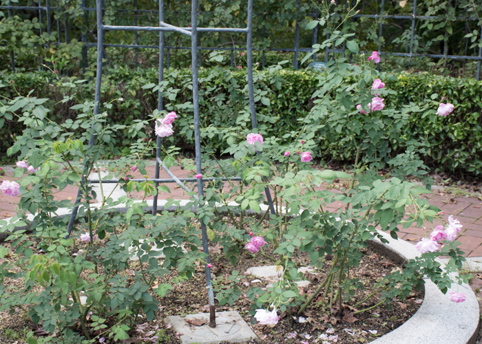 オールドローズ(チャンピオン・オブ・ザ・ワールド)の木全体の様子。花博記念公園鶴見緑地で撮影