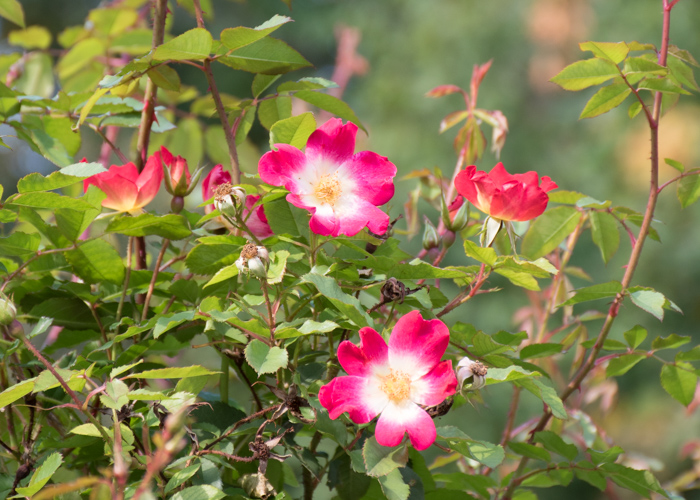 つるバラ(カクテル)の花。花博記念公園鶴見緑地で撮影