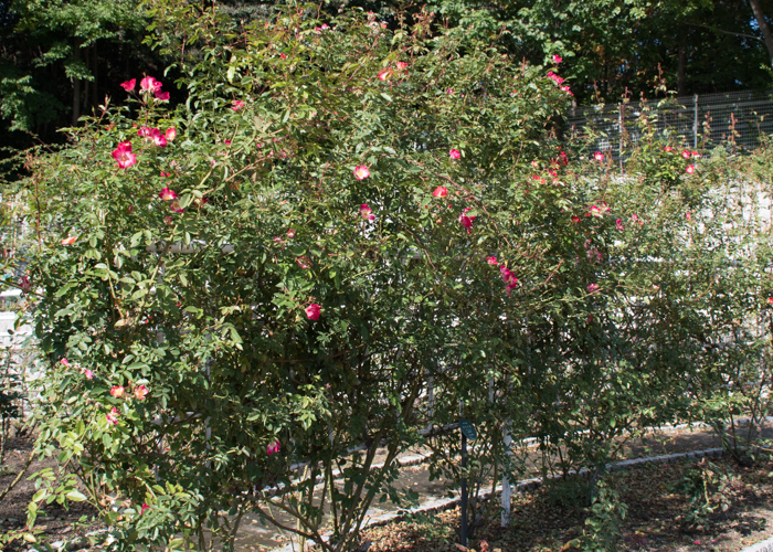 花が咲いているつるバラ(カクテル)の木、全体像。花博記念公園鶴見緑地で撮影
