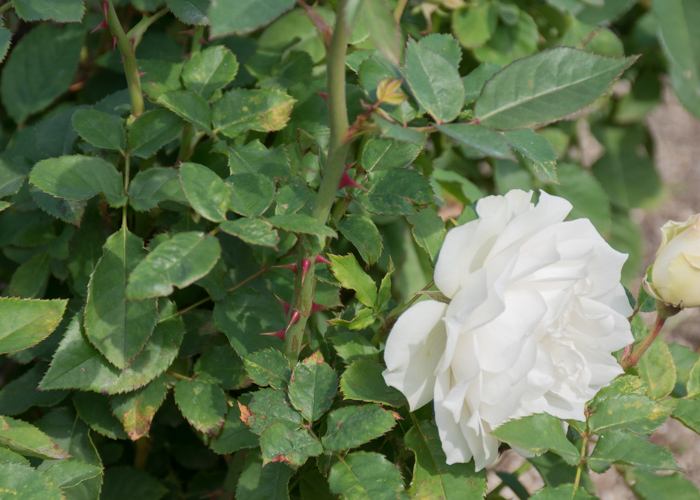 バラ(エーデルワイス)の枝とトゲと花。長居公園で撮影