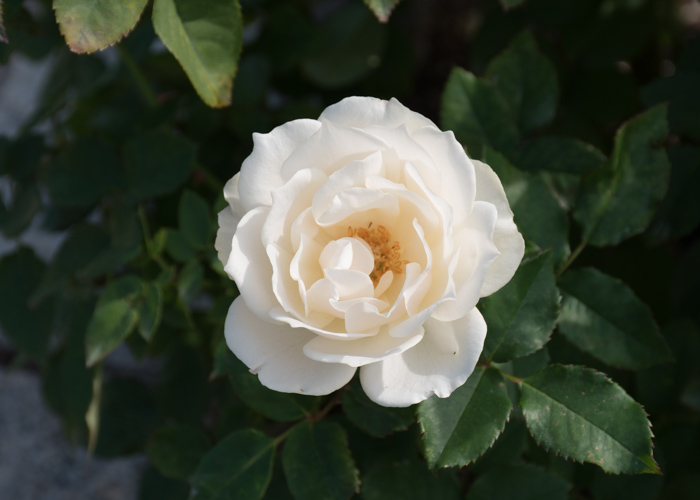 バラ(エーデルワイス)の開ききった花。長居公園で撮影