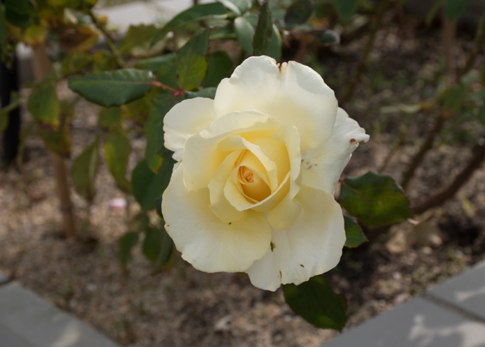 バラ(エリナ)の花の写真。長居公園で撮影
