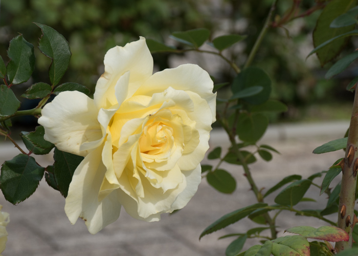 バラ(エリナ)の花の横顔。長居公園で撮影