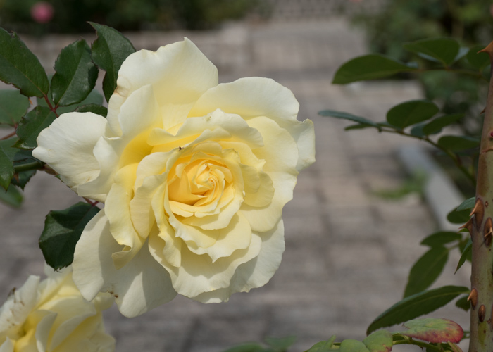 バラ(エリナ)の花。長居公園で撮影