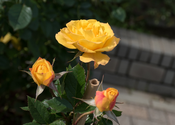 バラ(ゴールドマリー’84)の花。長居植物園で撮影
