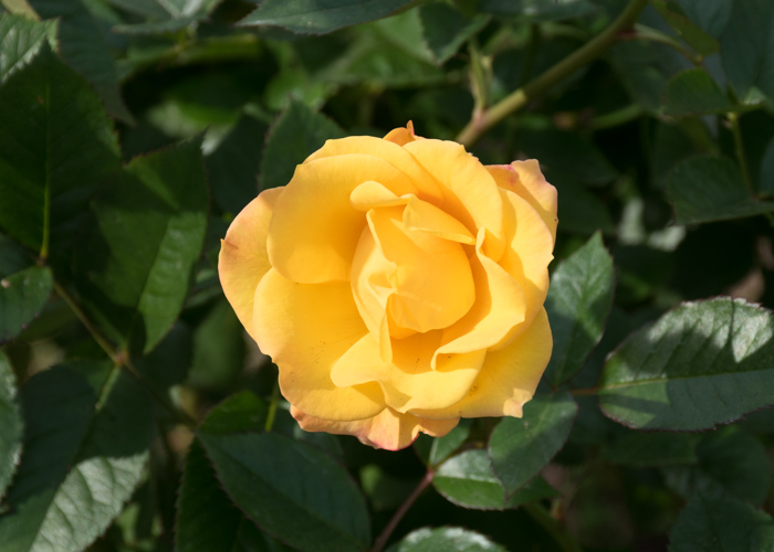バラ(ゴールドマリー’84)の花のアップ。長居植物園で撮影