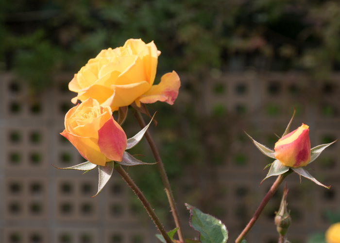 バラ(ゴールドマリー’84)の花の横顔。長居植物園で撮影