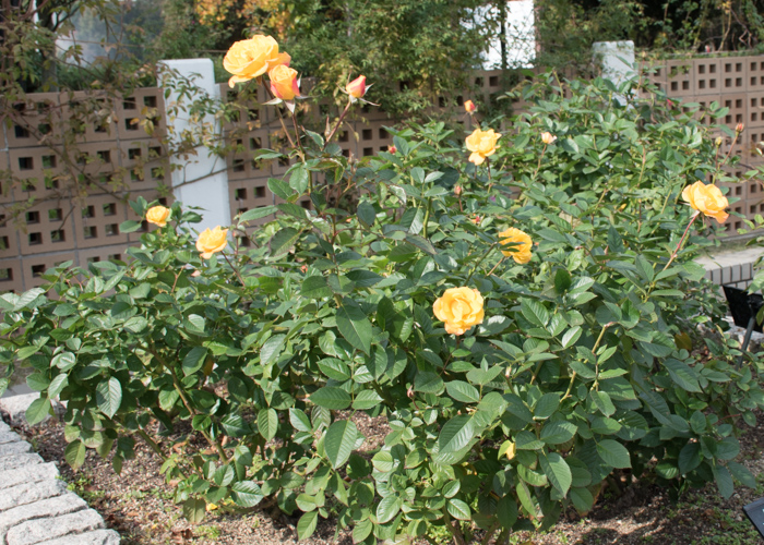 バラ(ゴールドマリー’84)の木全体。長居植物園で撮影