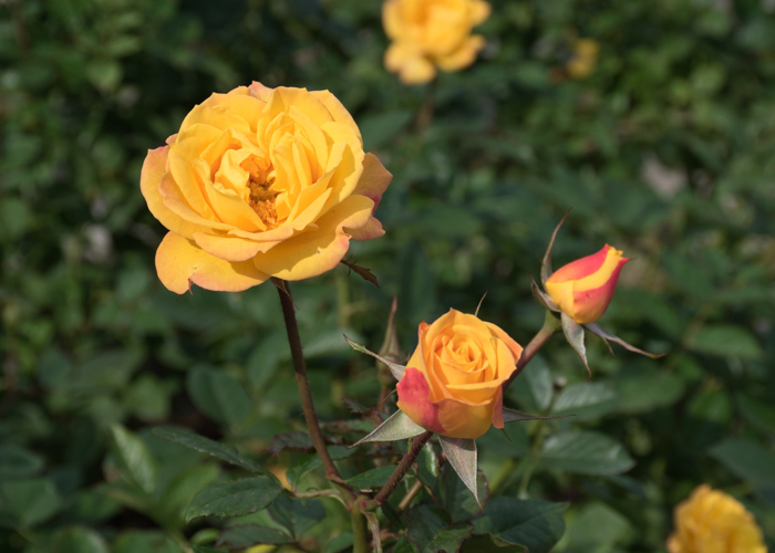 バラ(ゴールドマリー’84)の花とつぼみ。長居植物園で撮影