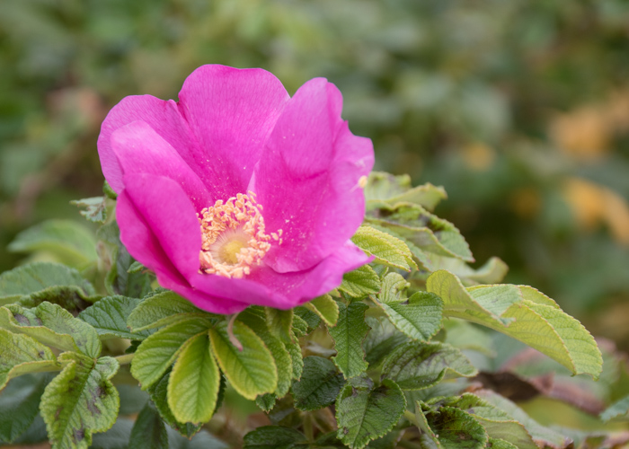 ハマナスの花。長居植物園で撮影
