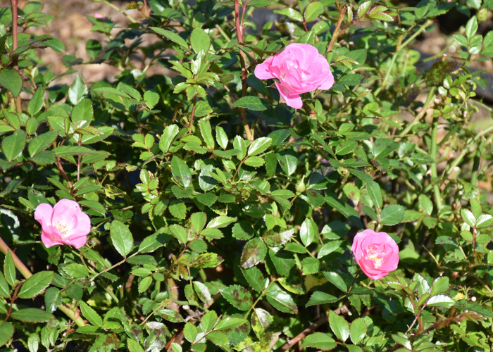 ミニバラ(花冠)の花。荒巻バラ公園で撮影