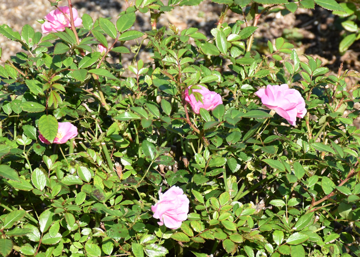 ミニバラ(花冠)の数輪の花。荒巻バラ公園で撮影