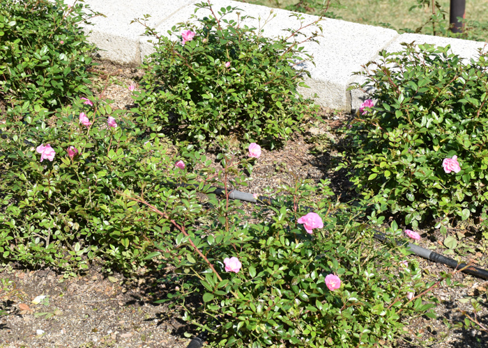 ミニバラ(花冠)の木全体。荒巻バラ公園で撮影