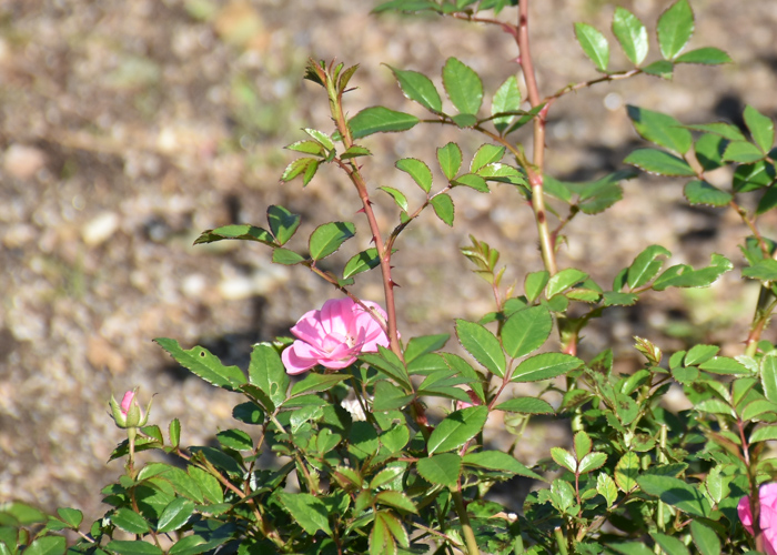 ミニバラ(花冠)の枝と葉とトゲ。荒巻バラ公園で撮影