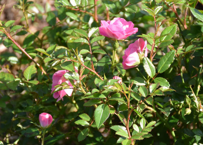 ミニバラ(花冠)の花の横顔。荒巻バラ公園で撮影