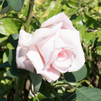 バラ(花嫁)の花