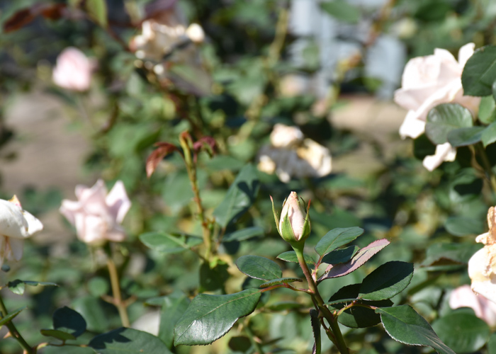 バラ(花嫁)の花。花博記念公園鶴見緑地で撮影