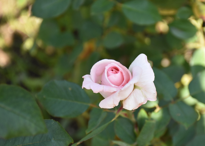 バラ(花嫁)の花。花博記念公園鶴見緑地で撮影