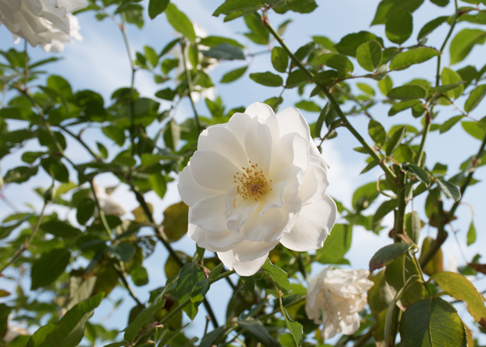 バラ(アイスバーグ)の花と枝。長居植物園で撮影