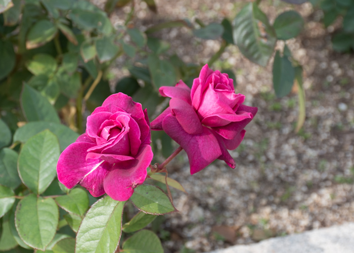 バラ(イントゥリーグ)の花2輪。長居公園で撮影