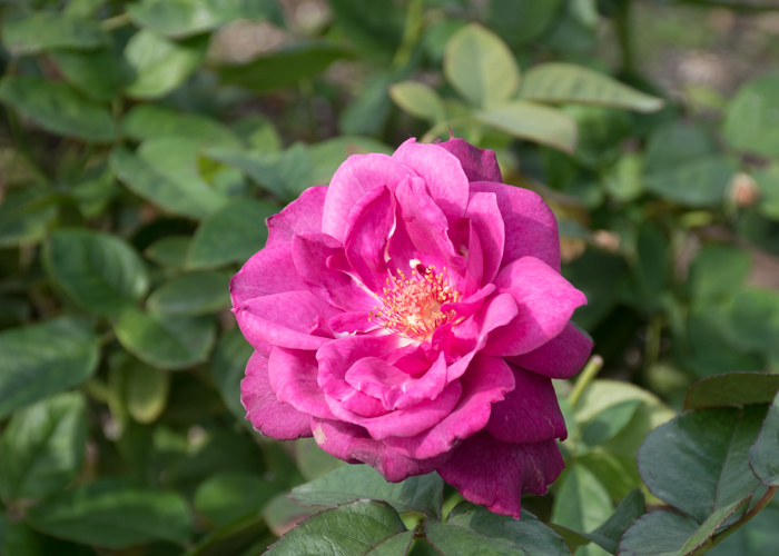 バラ(イントゥリーグ)の開ききった花。長居公園で撮影