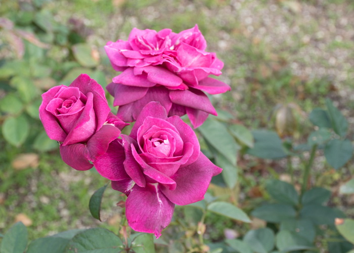 バラ(イントゥリーグ)の花。長居公園で撮影