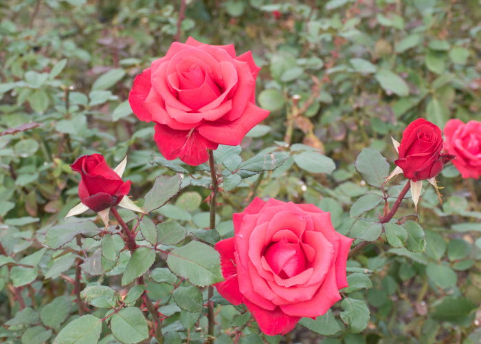 バラ(カーディナル)の花数輪。長居植物園で撮影
