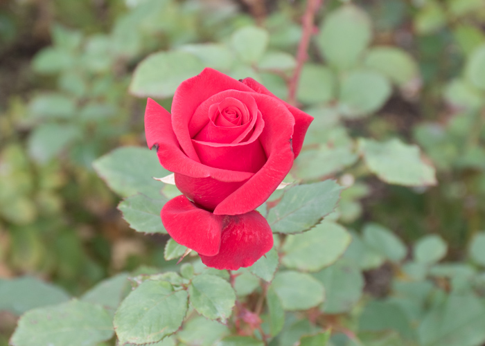 バラ(カーディナル)の開きかけの花。長居植物園で撮影