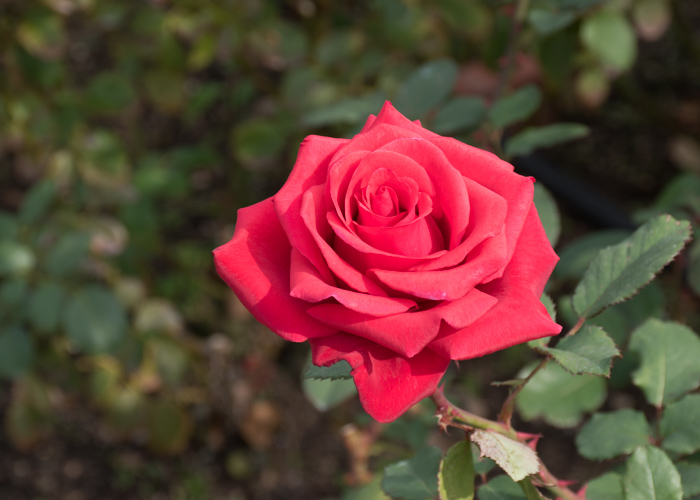 バラ(カーディナル)の満開の花のアップ。長居植物園で撮影