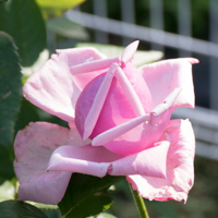 プライバシーポリシーと免責事項