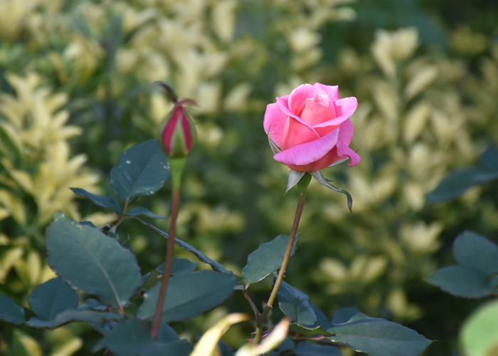 バラ(桃山)の開きかけの花とつぼみ。花博記念公園鶴見緑地で撮影