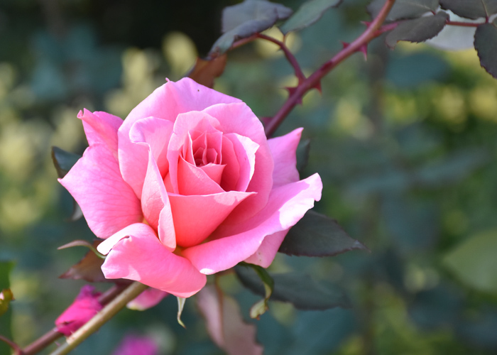 ピンク色のバラ(桃山)の花のアップ。花博記念公園鶴見緑地で撮影