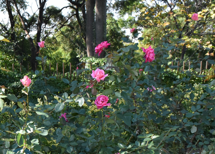 バラ(桃山)の花が咲いている風景。花博記念公園鶴見緑地で撮影