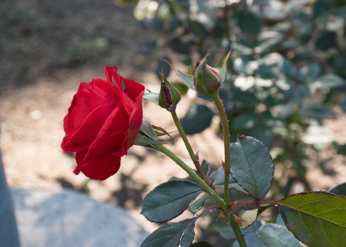 バラ(オリンピック・ファイヤー)の花の横顔とつぼみ。花博記念公園鶴見緑地で撮影