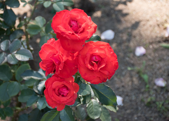 バラ(オリンピック・ファイヤー)の花が4輪。花博記念公園鶴見緑地で撮影