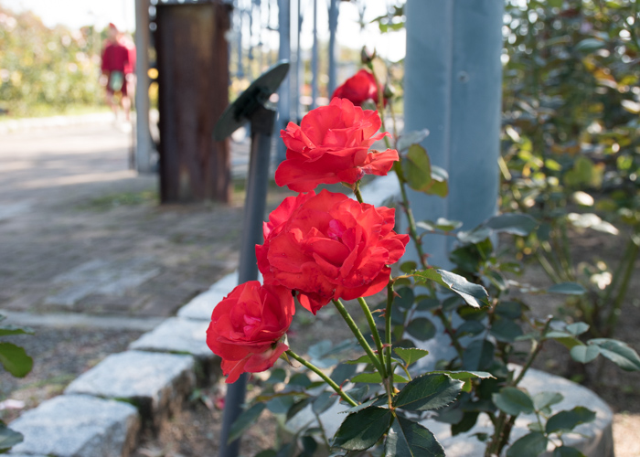 バラ(オリンピック・ファイヤー)の房咲きの花の様子。花博記念公園鶴見緑地で撮影